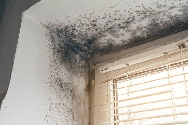 Affordable Attic Mold Remediation solutions in Harrisburg, OR